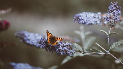 Paseo con mariposas